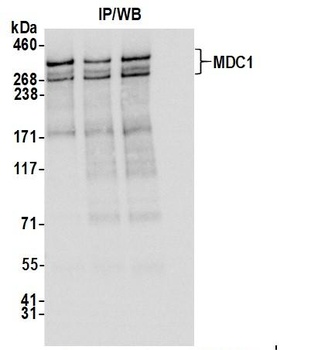 Rabbit anti-MDC1 Antibody