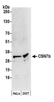 CSN7b Antibody