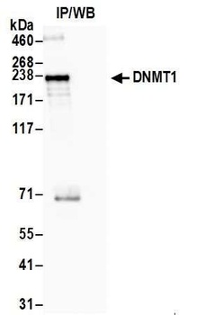 Rabbit anti-DNMT1 Antibody