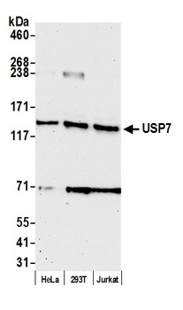 Rabbit anti-USP7 Antibody