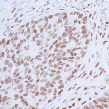 Rabbit anti-USP7 Antibody