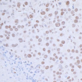 Rabbit anti-USP7 Antibody