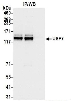 Rabbit anti-USP7 Antibody