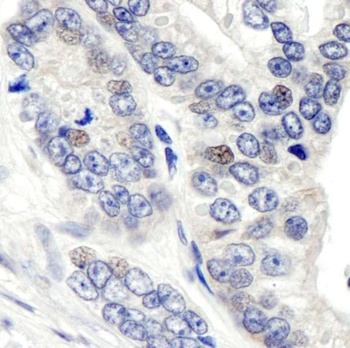Rabbit anti-CSN1 Antibody