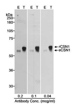 Rabbit anti-CSN1 Antibody