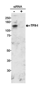 Rabbit anti-GTF2I/TFII-I Antibody