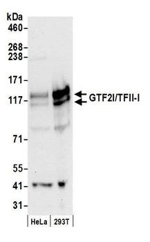 Rabbit anti-GTF2I/TFII-I Antibody