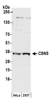 Rabbit CSN5 Antibody