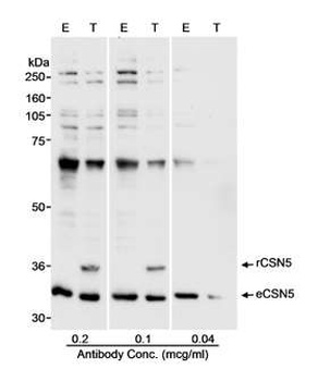 CSN5 Antibody