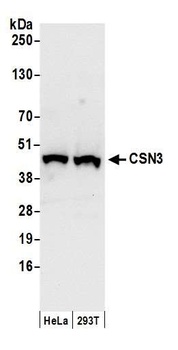 CSN3 Antibody
