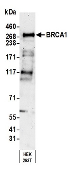 Rabbit BRCA1 Antibody