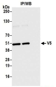 Rabbit anti-V5 Tag Recombinant Monoclonal Antibody