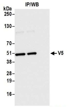 V5 Tag Antibody