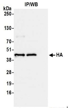 Rabbit anti-HA Tag Recombinant Monoclonal Antibody