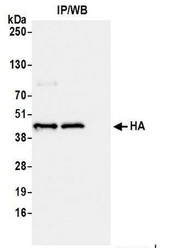 HA Tag Antibody