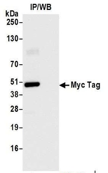 Myc Tag Antibody