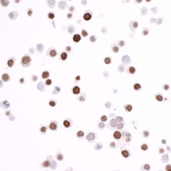 Rabbit anti-ECS (DYKDDDDK) Tag Recombinant Monoclonal Antibody
