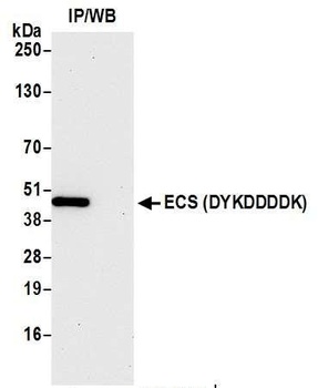 Rabbit anti-ECS (DYKDDDDK) Tag Recombinant Monoclonal Antibody