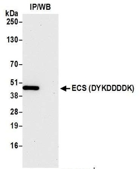 ECS (DYKDDDDK) Tag Antibody