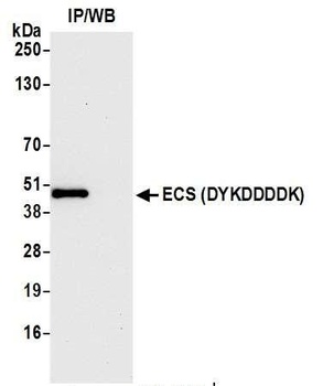 ECS (DYKDDDDK) Tag Antibody