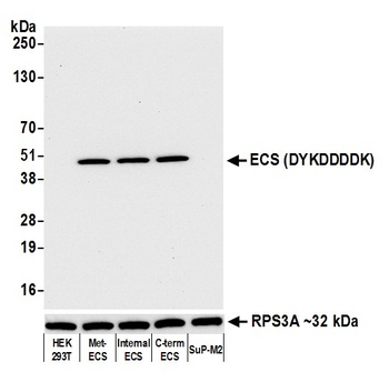 Rabbit anti-ECS (DYKDDDDK) Tag Recombinant Monoclonal Antibody