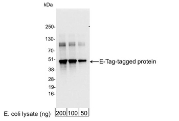 Rabbit E Tag Antibody