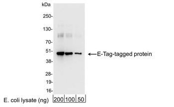 Goat E Tag Antibody (HRP)