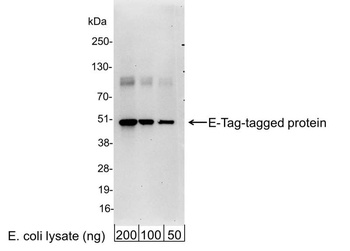 Goat E Tag Antibody