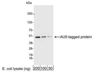 Rabbit AU5 Tag Antibody