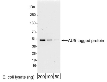 Goat AU5 Tag Antibody