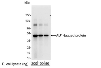 Rabbit AU1 Tag Antibody