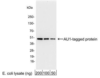 Goat AU1 Tag Antibody