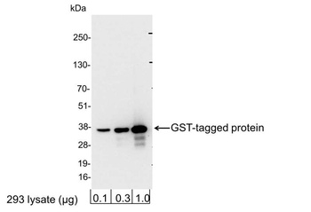 Rabbit GST-Tag Antibody