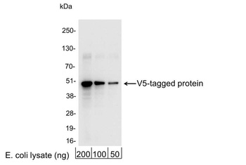 Rabbit V5 Tag Antibody
