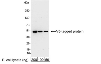Goat V5 Tag Antibody