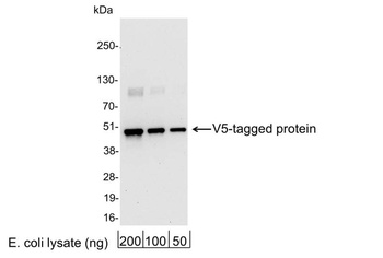 Chicken V5 Tag Antibody