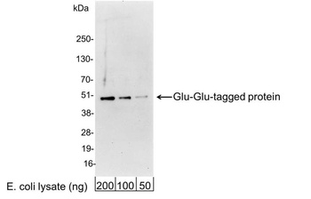Goat Glu-Glu Tag Antibody