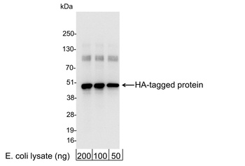 Rabbit HA Tag Antibody