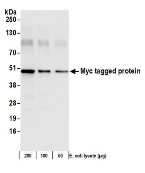 Rabbit Myc Tag Antibody
