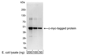 Goat Myc Tag Antibody
