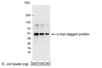 Chicken Myc Tag Antibody
