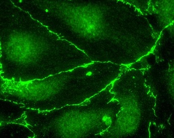 Goat ECS (DYKDDDDK) Tag Antibody