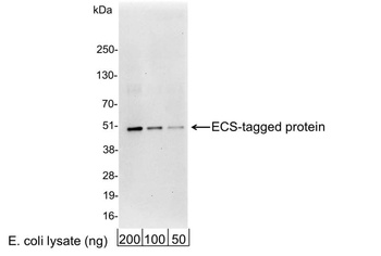 ECS (DYKDDDDK) Tag Antibody