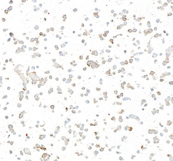 LOX-1 Antibody