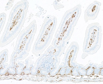 Thrombomodulin Antibody