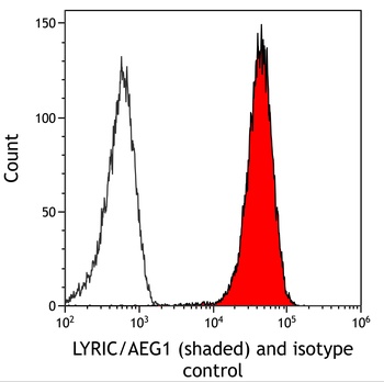 Rabbit anti-LYRIC/AEG1 Recombinant Monoclonal Antibody