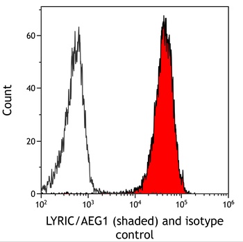 Rabbit anti-LYRIC/AEG1 Recombinant Monoclonal Antibody