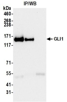 Rabbit anti-GLI1 Recombinant Monoclonal Antibody