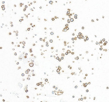 CD86 Antibody