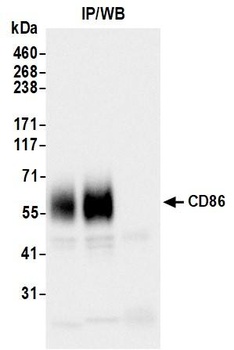 CD86 Antibody